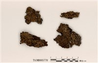 藏品(偽亞平滑梅衣屬)的圖片